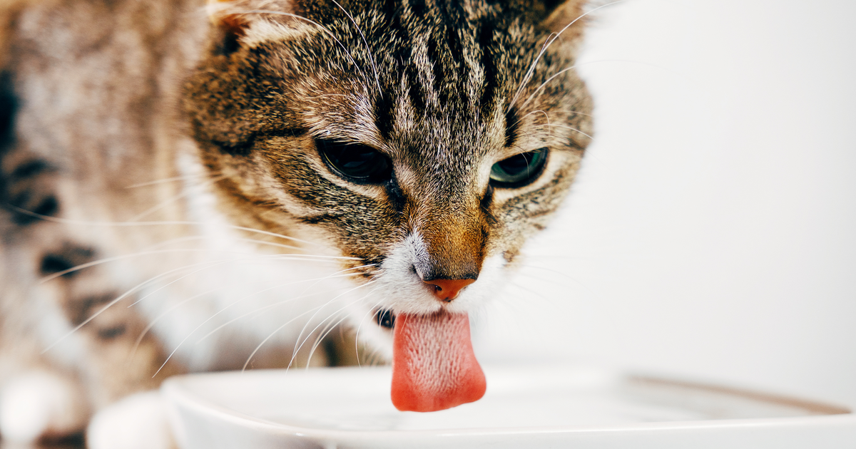 Pourquoi Les Chats Ne Finissent Pas Leur Gamelle Pourquoi mon chat boit beaucoup d’eau ? - Sepicat
